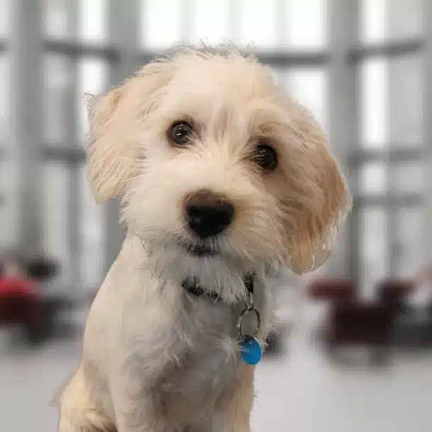 Gus